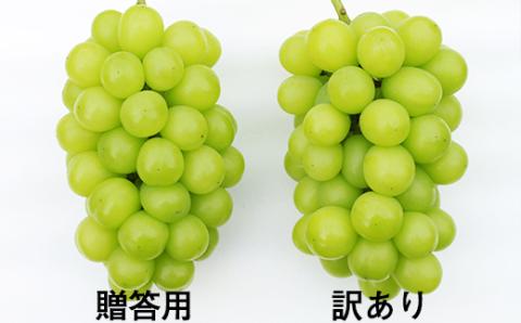 フルーツ大国！ 岩手県産 家庭用 訳あり シャインマスカット 2房 総量 800g 以上 【谷地農園】 ぶどう ブドウ 葡萄 マスカット 果物 くだもの フルーツ わけあり 訳アリ ワケアリ 自宅用 仕送り 冬 旬 季節 国産 セット 詰め合わせ 詰合せ 詰め合せ 詰合わせ 人気 おすすめ