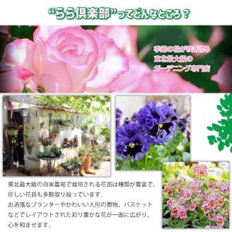【 2026年 3月より発送開始】東北最大級のガーデニング専門店 厳選 『季節の寄せ植え』雅 8種類 ～ 10種類 【花工房らら倶楽部】 花 生花 フラワー 植物 観葉植物 寄せ植え 季節 鉢植え 鉢 ポット ガーデニング 庭 玄関 ベランダ 国産 産地直送 期間限定 人気 おすすめ 予約 早期予約 先行予約