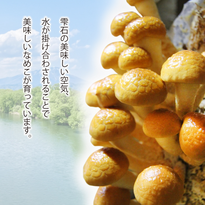 岩手県産 特大 なめこ 180g 5袋 & 乾燥きくらげ 20g 6袋 【マッシュルームベッドハウス】／ 国産 雫石町産 きのこ 茸 キノコ 滑子 ナメコ 乾燥 乾物 きくらげ キクラゲ 木耳 乾物 菌床栽培 小分け 小分け包装 数量限定 期間限定 旬 冬 冬野菜 野菜 やさい 数量限定 期間限定 季節限定 人気 おすすめ