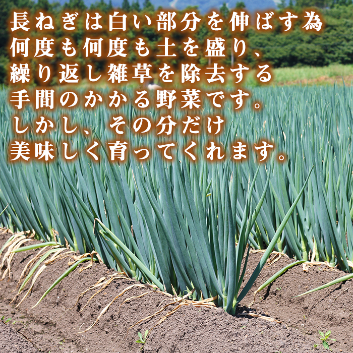岩手県産 極楽野 長ねぎ 2kg 以上 目安本数約 20本 家庭用 【高橋農園】／ 長ネギ 長葱 ねぎ ネギ 葱 白ねぎ 白ネギ 白葱 新鮮 野菜 やさい 人気野菜 国産 EM栽培 産地直送 農家直送 季節限定 期間限定 人気 薬味 鍋 串焼き おすすめ