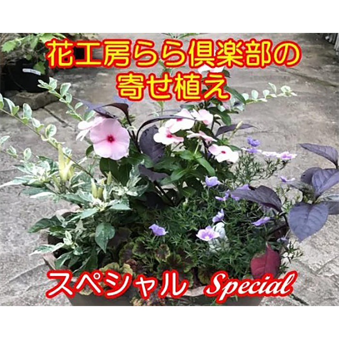 【 2026年 3月より発送開始】東北最大級のガーデニング専門店 厳選 『季節の寄せ植え』スペシャル 12種類 ～ 14種類 【花工房らら倶楽部】 花 生花 フラワー 植物 観葉植物 寄せ植え 季節 鉢植え 鉢 ポット ガーデニング 庭 玄関 ベランダ 国産 産地直送 期間限定 人気 おすすめ 予約 早期予約 先行予約