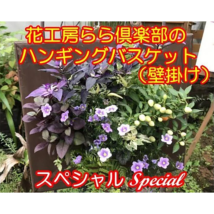 【 2026年 3月より発送開始】東北最大級のガーデニング専門店 厳選 『ハンギングバスケット』スペシャル 壁掛けタイプ 12種類 ～ 14種類 【花工房らら倶楽部】 花 生花 フラワー 植物 観葉植物 バスケット 季節 インテリア ガーデニング 庭 玄関 ベランダ 国産 産地直送 期間限定 人気 おすすめ 予約 早期予約 先行予約