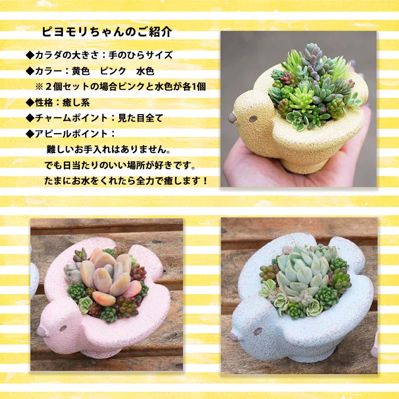 東北最大級のガーデニング専門店　厳選　かわいい多肉植物シリーズ　数量限定『HAPPY PIYOMORI～ハッピーピヨモリ～』2個セット【花工房らら倶楽部】