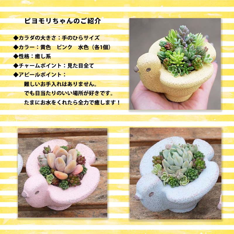 東北最大級のガーデニング専門店　厳選　かわいい多肉植物シリーズ　数量限定『HAPPY PIYOMORI～ハッピーピヨモリ～』3個セット【花工房らら倶楽部】