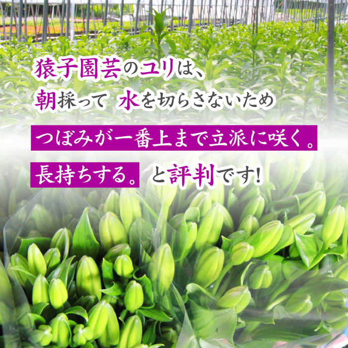 ユリ専門農家『猿子園芸』が贈る 雫石町産「白色のユリ」20輪以上 4～5本【仏花用】 ／ ゆり ユリ 百合