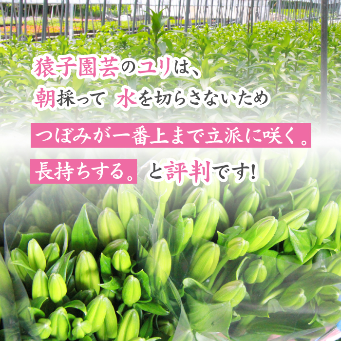 ユリ専門農家『猿子園芸』が贈る 雫石町産「白色のユリ」20輪以上 4～5本【観賞用】 ／ ゆり ユリ 百合