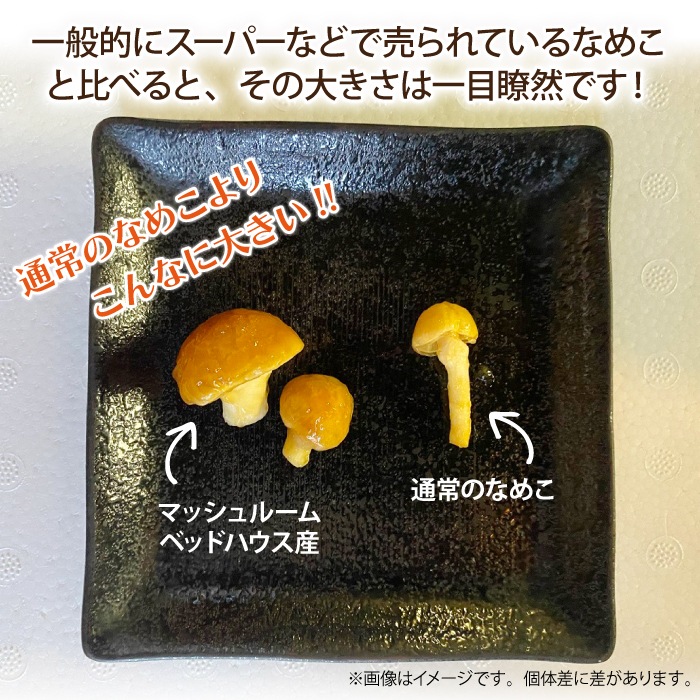 岩手県産 特大 なめこ 180g 5袋 & 乾燥きくらげ 20g 6袋 【マッシュルームベッドハウス】／ 国産 雫石町産 きのこ 茸 キノコ 滑子 ナメコ 乾燥 乾物 きくらげ キクラゲ 木耳 乾物 菌床栽培 小分け 小分け包装 数量限定 期間限定 旬 冬 冬野菜 野菜 やさい 数量限定 期間限定 季節限定 人気 おすすめ
