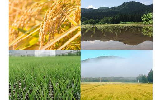 【2026年2月上旬より発送】 岩手県産 大粒厳選 ひとめぼれ 精米 10kg 【雫石八十八屋】 節減対象農薬：岩手県地域比 8割減 化学肥料（窒素成分）： 不使用 ／ 米 こめ コメ 白米 10キロ １０ｋｇ 産地直送 農家直送 数量限定 仕送り 人気 おすすめ