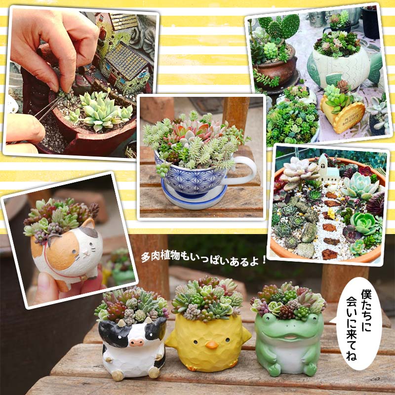 東北最大級のガーデニング専門店　厳選　かわいい多肉植物シリーズ　数量限定『HAPPY PIYOMORI～ハッピーピヨモリ～』2個セット【花工房らら倶楽部】