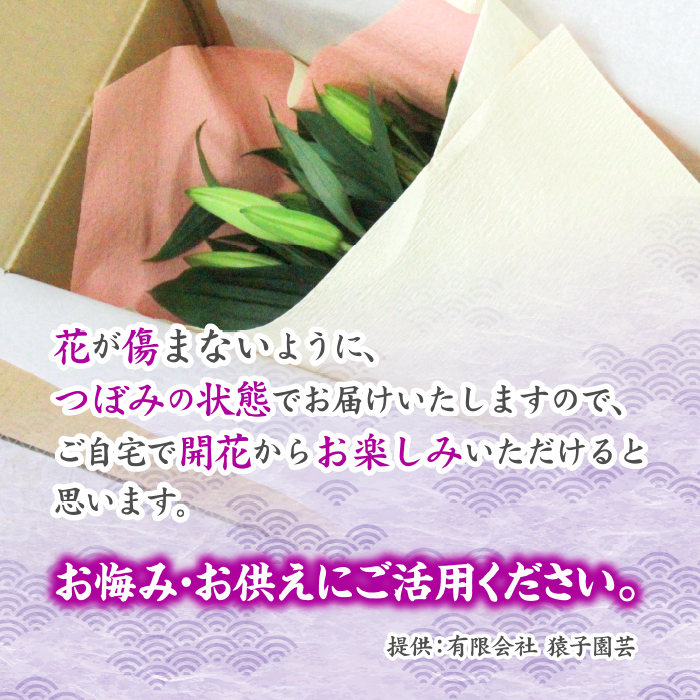 ユリ専門農家『猿子園芸』が贈る 雫石町産「白色のユリ」20輪以上 4～5本【仏花用】 ／ ゆり ユリ 百合