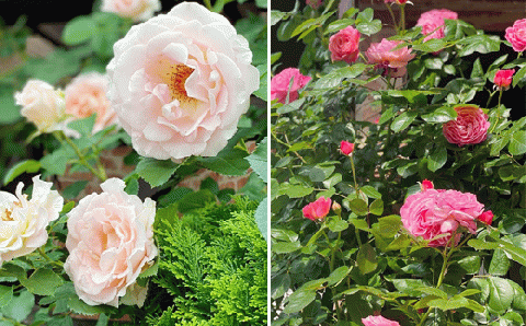 自家製花使用 ガーデンキャンドル（スリム）【hanamiyuki】 / ろうそく フラワーキャンドル ギフト プレゼント