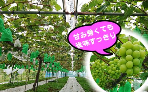 フルーツ大国！ 岩手県産 家庭用 訳あり シャインマスカット 2房 総量 800g 以上 【谷地農園】 ぶどう ブドウ 葡萄 マスカット 果物 くだもの フルーツ わけあり 訳アリ ワケアリ 自宅用 仕送り 冬 旬 季節 国産 セット 詰め合わせ 詰合せ 詰め合せ 詰合わせ 人気 おすすめ