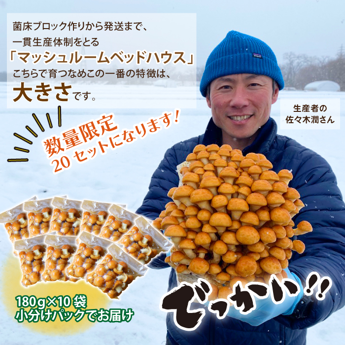 岩手県産 特大 なめこ 180g 10袋 【マッシュルームベッドハウス】／ 国産 雫石町産 きのこ 茸 キノコ 滑子 ナメコ 菌床栽培 小分け 小分け包装 1.8kg 自宅用 家庭用 仕送り 数量限定 期間限定 旬 冬 冬野菜 野菜 やさい 数量限定 期間限定 季節限定 人気 おすすめ