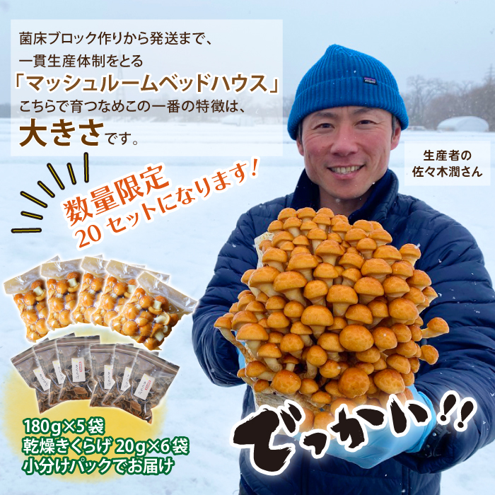 岩手県産 特大 なめこ 180g 5袋 & 乾燥きくらげ 20g 6袋 【マッシュルームベッドハウス】／ 国産 雫石町産 きのこ 茸 キノコ 滑子 ナメコ 乾燥 乾物 きくらげ キクラゲ 木耳 乾物 菌床栽培 小分け 小分け包装 数量限定 期間限定 旬 冬 冬野菜 野菜 やさい 数量限定 期間限定 季節限定 人気 おすすめ