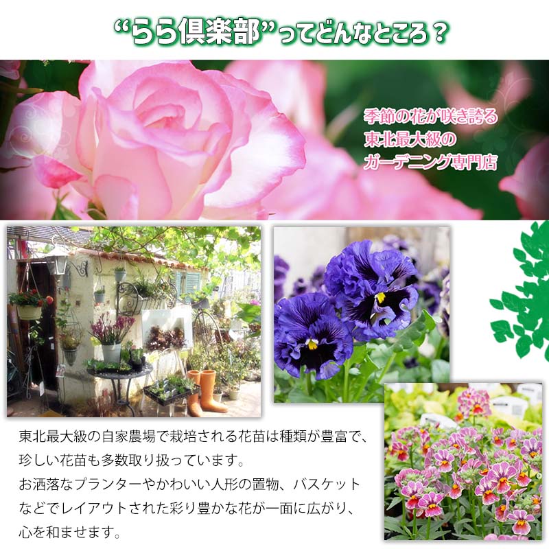 東北最大級のガーデニング専門店　厳選　かわいい多肉植物シリーズ　数量限定『HAPPY PIYOMORI～ハッピーピヨモリ～』2個セット【花工房らら倶楽部】