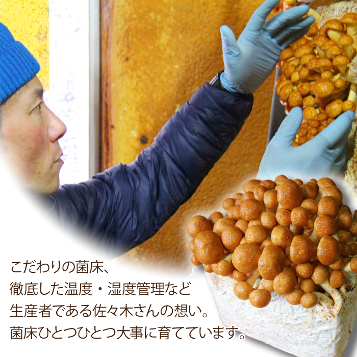 岩手県産 特大 なめこ 180g 10袋 【マッシュルームベッドハウス】／ 国産 雫石町産 きのこ 茸 キノコ 滑子 ナメコ 菌床栽培 小分け 小分け包装 1.8kg 自宅用 家庭用 仕送り 数量限定 期間限定 旬 冬 冬野菜 野菜 やさい 数量限定 期間限定 季節限定 人気 おすすめ