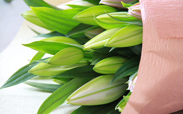 ユリ専門農家 猿子園芸 が贈る 雫石町産 白色 ユリ 20輪 以上 4本 ～ 5本 鑑賞用 ／ ゆり 百合 白 花 お花 花き 生花 フラワー フラワーアレンジメント プレゼント ギフト フラワーギフト 祝い花 お祝い 贈り物 HANA 花束 鑑賞 人気 おすすめ