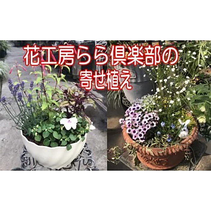 【 2026年 3月より発送開始】東北最大級のガーデニング専門店 厳選 『季節の寄せ植え』 4種類 ～ 6種類 【花工房らら倶楽部】 花 生花 フラワー 植物 観葉植物 寄せ植え 季節 鉢植え 鉢 ポット ガーデニング 庭 玄関 ベランダ 国産 産地直送 期間限定 人気 おすすめ 予約 早期予約 先行予約