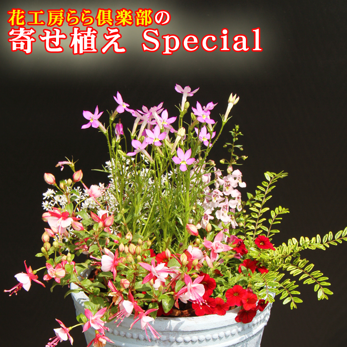 【 2026年 3月より発送開始】東北最大級のガーデニング専門店 厳選 『季節の寄せ植え』スペシャル 12種類 ～ 14種類 【花工房らら倶楽部】 花 生花 フラワー 植物 観葉植物 寄せ植え 季節 鉢植え 鉢 ポット ガーデニング 庭 玄関 ベランダ 国産 産地直送 期間限定 人気 おすすめ 予約 早期予約 先行予約
