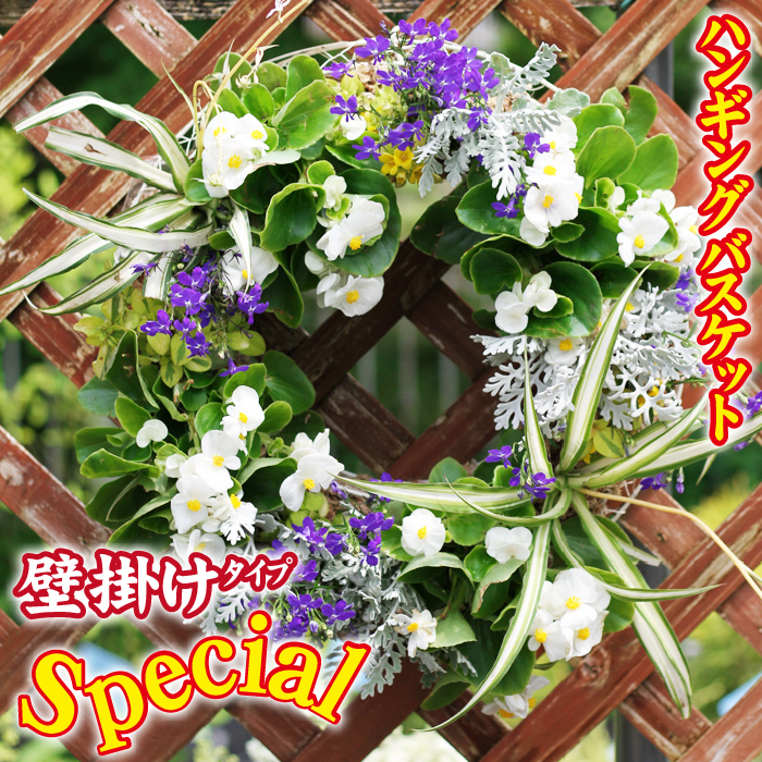【 2026年 3月より発送開始】東北最大級のガーデニング専門店 厳選 『ハンギングバスケット』スペシャル 壁掛けタイプ 12種類 ～ 14種類 【花工房らら倶楽部】 花 生花 フラワー 植物 観葉植物 バスケット 季節 インテリア ガーデニング 庭 玄関 ベランダ 国産 産地直送 期間限定 人気 おすすめ 予約 早期予約 先行予約