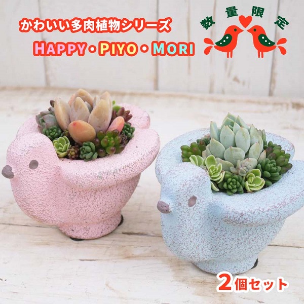 東北最大級のガーデニング専門店　厳選　かわいい多肉植物シリーズ　数量限定『HAPPY PIYOMORI～ハッピーピヨモリ～』2個セット【花工房らら倶楽部】