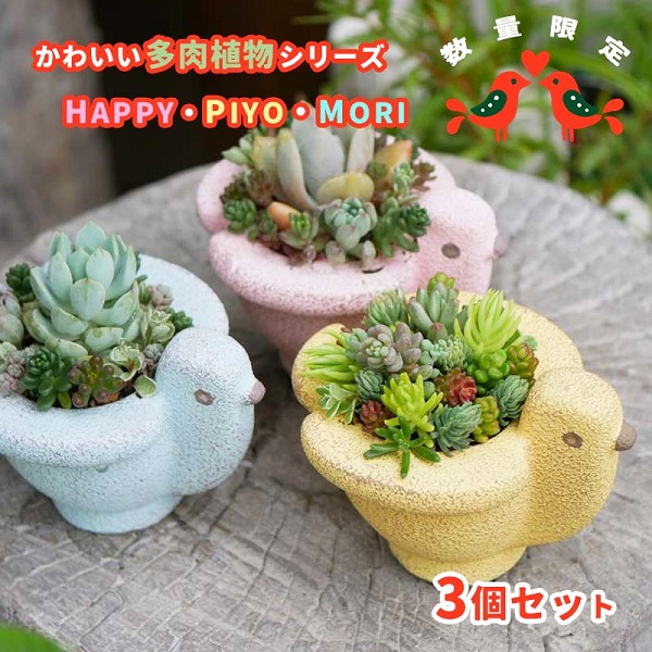 東北最大級のガーデニング専門店　厳選　かわいい多肉植物シリーズ　数量限定『HAPPY PIYOMORI～ハッピーピヨモリ～』3個セット【花工房らら倶楽部】