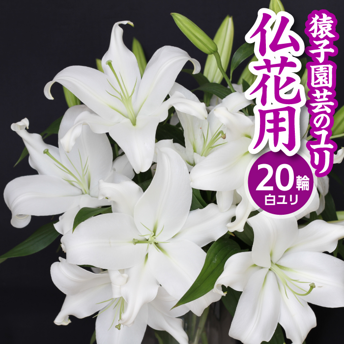 ユリ専門農家『猿子園芸』が贈る 雫石町産「白色のユリ」20輪以上 4～5本【仏花用】 ／ ゆり ユリ 百合