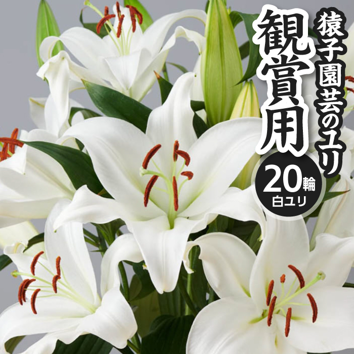ユリ専門農家『猿子園芸』が贈る 雫石町産「白色のユリ」20輪以上 4～5本【観賞用】 ／ ゆり ユリ 百合