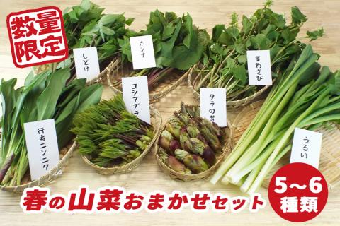 【 2026年 4月より順次発送】 春の 山菜 おまかせ セット 5～6種類 【産直 松の実】 人気 産直 採れたて 新鮮野菜 季節野菜 旬 旬野菜 春野菜 春の味覚 国産 産地直送 期間限定 数量限定 仕送り 詰合わせ お取り寄せ 野菜 おすすめ 予約 予約受付 早期予約