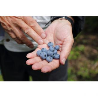 【岩手町産】冷凍ブルーベリー1kg フルーツ 果物 人気 期間限定 数量限定 冷凍