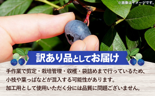 【訳あり加工用】岩手町産冷凍ブルーベリー1kg フルーツ 果物 くだもの おやつ スイーツ デザート ジャム スムージー ヨーグルト お菓子作り 冷凍 訳あり 加工用 業務用 岩手県 岩手町 岩手缶詰