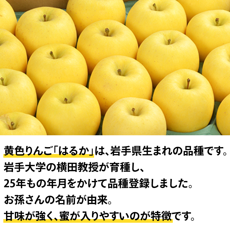 りんご はるか 「純情はるか」約2.5kg 糖度14度以上【先行予約 12月発送予定】数量限定 岩手県産 りんご リンゴ 林檎 はるか フルーツ くだもの 果物 訳あり 自家用 家庭用 【冬恋研究会】 (AI024) 純情はるか