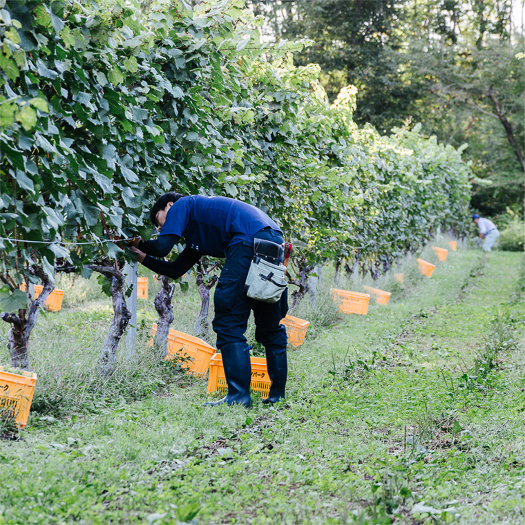 【ギフト箱入り】紫波辛口赤ロゼワイン２本セット(メルロー・メルローロゼ) (AL093) ワイン 辛口 赤 ロゼ ブドウ 国産ワイン 自園自醸ワイン 日本ワイン 紫波町