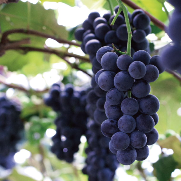 ＼先行予約／【自園自醸ワイン紫波】紫あ波せワイン（しあわせワイン）甘口・辛口2本セット (AL094) ワイン 甘口 辛口 赤 セット ギフト 化粧箱入り ブドウ 国産ワイン 自園自醸ワイン 日本ワイン 紫波町