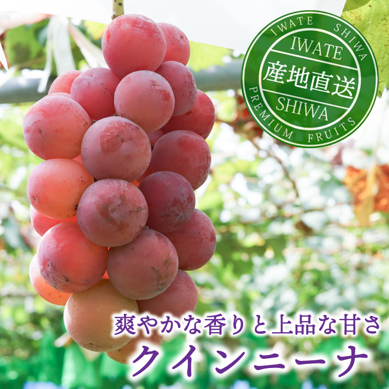 【先行予約】ぶどう 2種 食べ比べ セット 約1kg (各1房) (AR033) シャインマスカット クイーンニーナ 2026年産 希少品種 数量限定 岩手県 紫波町産 産地直送 フルーツ 葡萄 ブドウ 高品質 完熟 甘い 新鮮