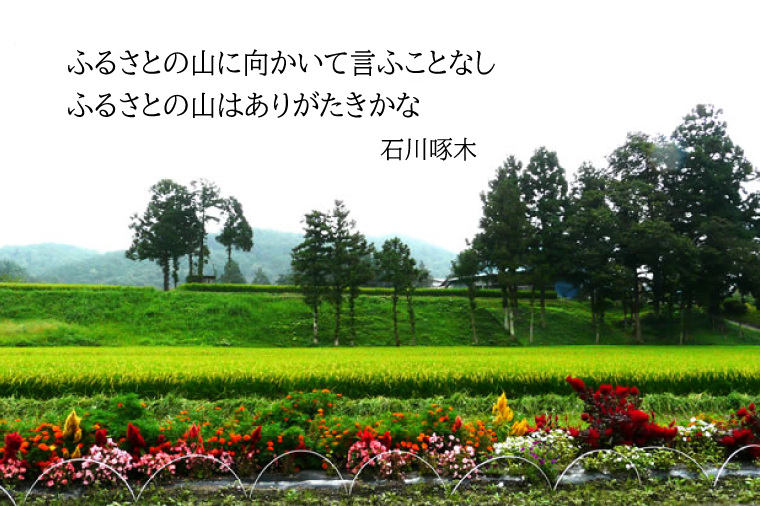＼令和7年産／ 完熟夕陽米 (玄米) 5kg ひとめぼれ 特別栽培米 生産農家直送 (CP034) 5kg