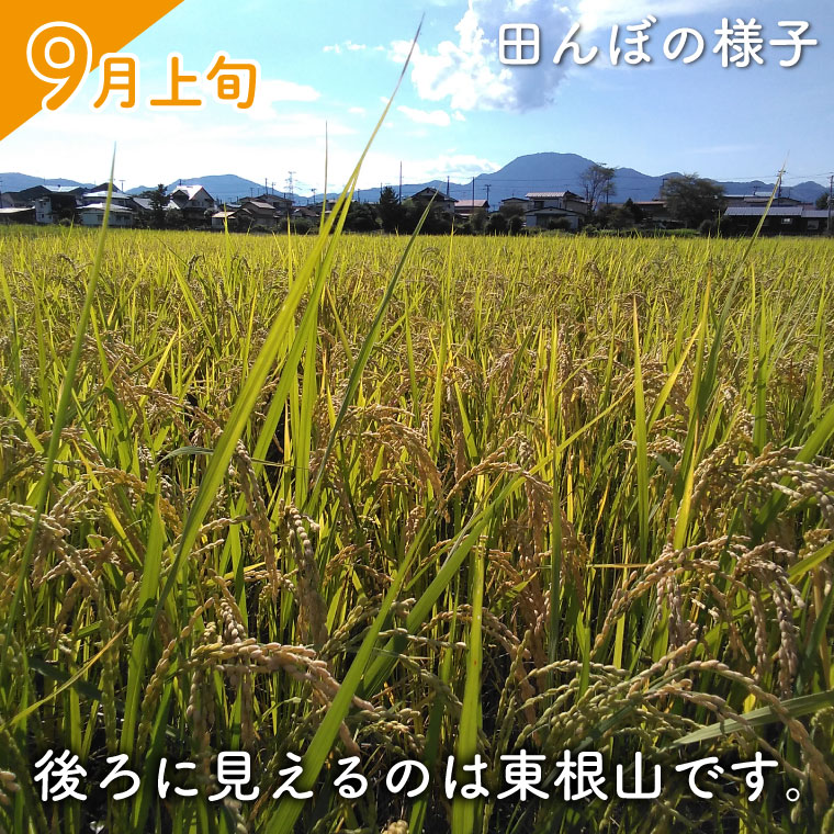 ★令和7年産★ 新米 ささしぐれ 5kg (精米) (DE006) 精米 5kg