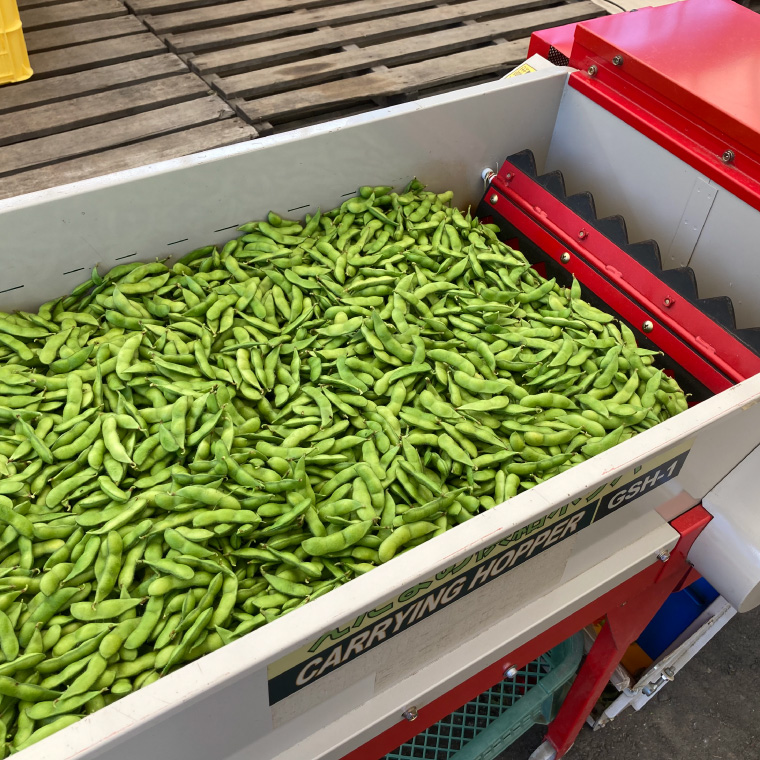 採れたて枝豆 1kg (250g×4袋) 2026年産 新鮮 産地直送 朝採り 朝採れ 野菜 えだまめ 小分け 250g 4袋 1kg 岩手県 紫波町 (DI008)
