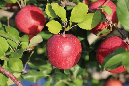 ★無添加 無加糖★ 紫波町産 りんごジュース 2本 セット ストレート 100％ ノンアルコール リンゴ (AL055-1)