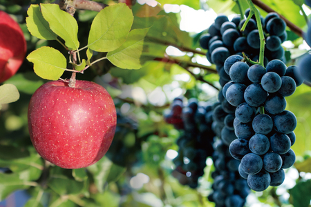 ＼先行予約／★無添加 無加糖★ 紫波町産 ぶどうジュース りんごジュース セット ストレート 100％ ノンアルコール ブドウ リンゴ (AL054-1)