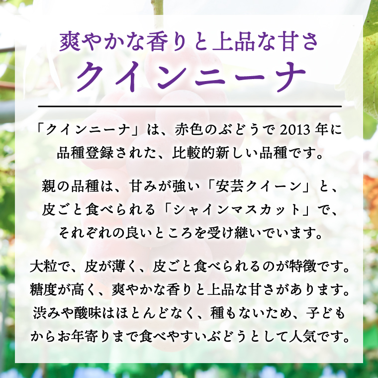 【先行予約】ぶどう 2種 食べ比べ セット 約1kg (各1房) (AR033) シャインマスカット クイーンニーナ 2026年産 希少品種 数量限定 岩手県 紫波町産 産地直送 フルーツ 葡萄 ブドウ 高品質 完熟 甘い 新鮮