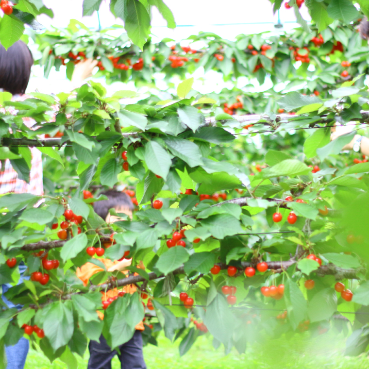 さくらんぼ【数量限定・先行予約】＼品種おまかせ／さくらんぼ食べくらべセット (佐藤錦or紅秀峰1パック + 農家さんおまかせ1パック) 合計2パック 約700g (EM001)