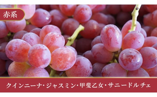 ＼訳あり ご家庭用／大粒ぶどう（種なし）詰合せ 合計 3～5房入 ブドウ 葡萄 フルーツ 果物 旬 わけあり 先行予約 食べ比べくだもの ふるーつ 取り寄せ 詰め合わせ 種無し 種なし セット デザート (DM004) 【A. おまかせ3品種以上】