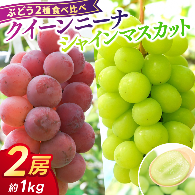 【先行予約】ぶどう 2種 食べ比べ セット 約1kg (各1房) (AR033) シャインマスカット クイーンニーナ 2026年産 希少品種 数量限定 岩手県 紫波町産 産地直送 フルーツ 葡萄 ブドウ 高品質 完熟 甘い 新鮮