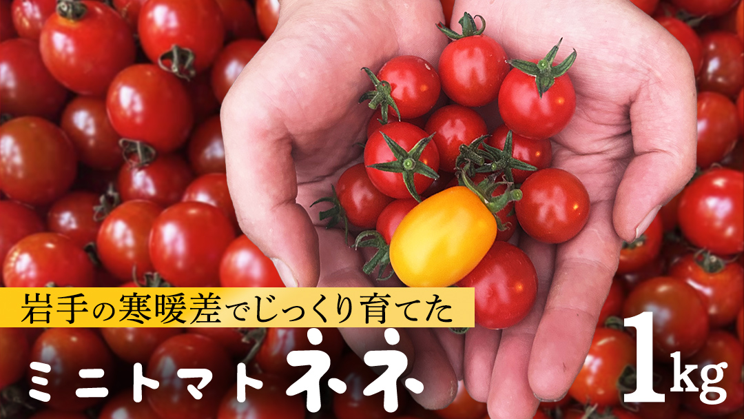ミニトマト ネネ 1kg とまと トマト ミニ 野菜 フルーツ 1kg 新鮮 夏野菜 産地直送 岩手県 (FF002)