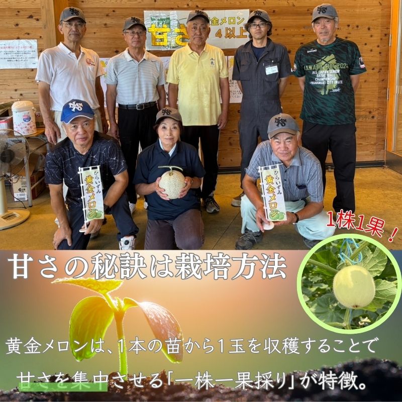 【令和8年度分予約受付】平泉黄金メロン 1玉 Lサイズ 約1.5㎏ 【2026年8月下旬以降より発送】/  メロン マスクメロン 果物 くだもの フルーツ 甘い 旬 産地直送 予約 先行予約 【omk001-A】