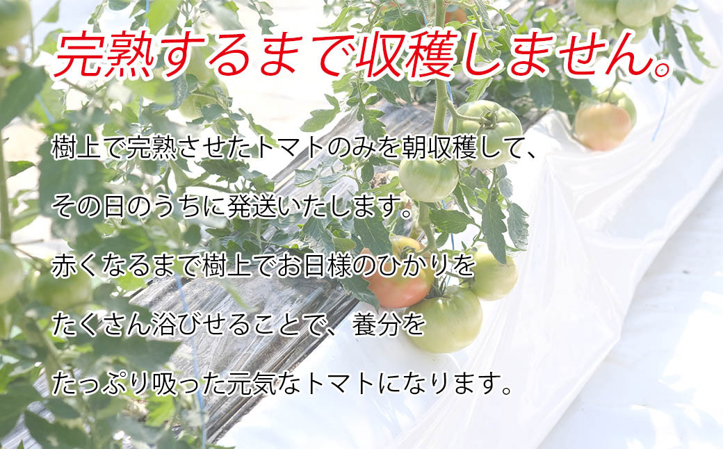 【令和7年度分予約受付】平泉町産 たかはしさんちの完熟トマト 約2㎏(M玉サイズ12個) 【2025年6月下旬～9月下旬頃からの発送】/ トマト とまと 完熟 樹上完熟 野菜 やさい ベジタブル 甘い 濃厚 美味しい リコピン【tms401-m-2kgA】