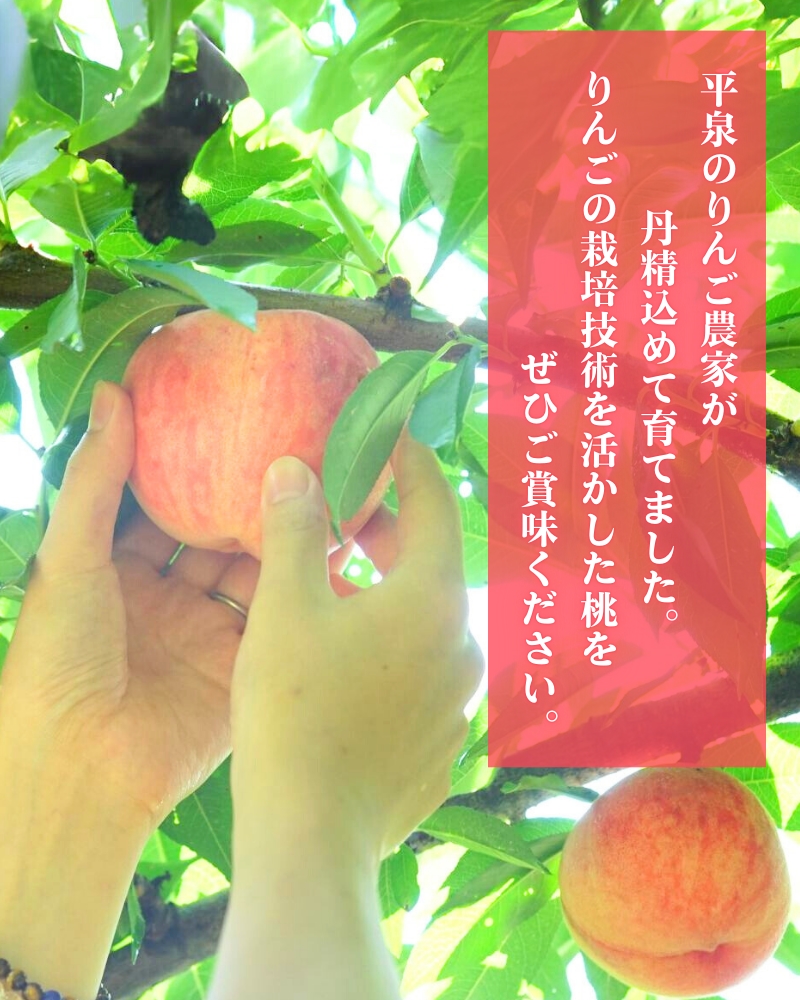 平泉町産 桃 約2.5kg (7～10玉) まどか / 桃 もも モモ 白桃 フルーツ 甘い 大文字りんご園 2026年8月上旬より順次発送【dma501-ma】