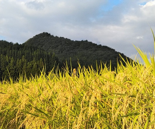 岩手県住田町産ひとめぼれ１０kg　敦盛ゴールド[#0001_ryo]