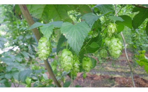 遠野ホップ豚精肉セット[#0016_sry]